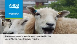 The evolution of sheep breeds revealed in the latest Sheep Breed Survey results webinar